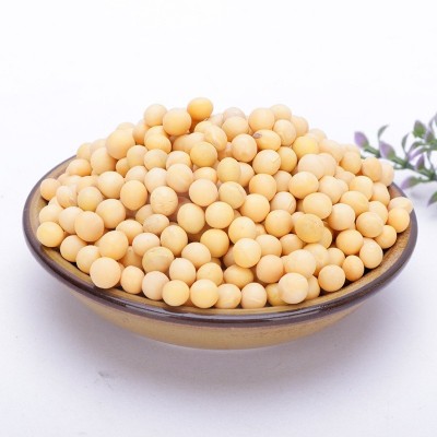 现磨豆浆原料生黄豆50kg袋装农家黄豆五谷杂粮磨粉原料黄豆厂家图2