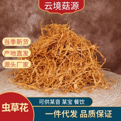 云南虫草花蛹虫草金虫草虫草花批发产地直发一件代发图2