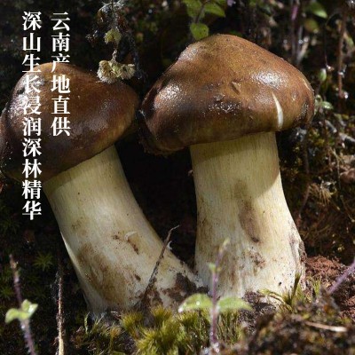 云南特产本地姬松茸干货本色姬松茸产地直发巴西菇松茸菇蘑菇图3
