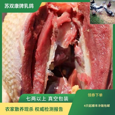 批发苏双康牌冻鸽子肉食用农家散养活体现杀肉鸽子新鲜鸽子肉乳鸽图2