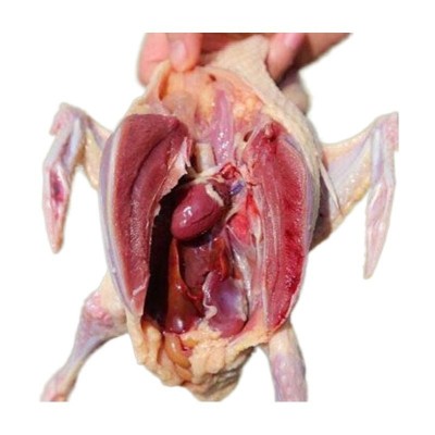 批发苏双康牌冻鸽子肉食用农家散养活体现杀肉鸽子新鲜鸽子肉乳鸽图4