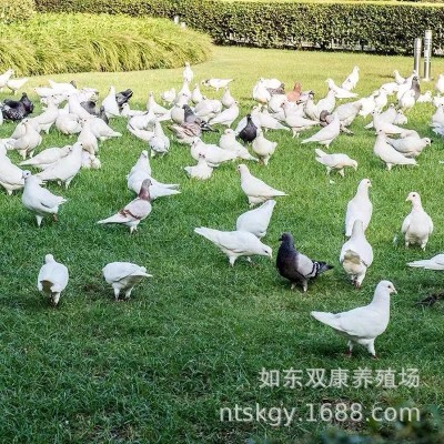 批发苏双康牌冻鸽子肉食用农家散养活体现杀肉鸽子新鲜鸽子肉乳鸽图3