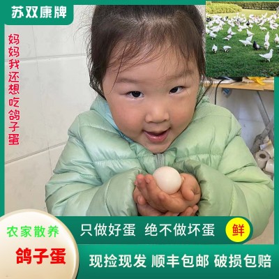 苏双康®鸽子蛋一件代发农家散养白鸽蛋杂粮初产草鸽子蛋批发新鲜