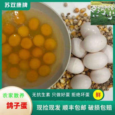 苏双康®鸽子蛋一件代发农家散养白鸽蛋杂粮初产草鸽子蛋批发新鲜图3