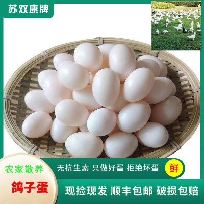 苏双康®鸽子蛋一件代发农家散养白鸽蛋杂粮初产草鸽子蛋批发新鲜图2