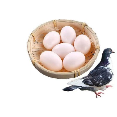 苏双康®鸽子蛋一件代发农家散养白鸽蛋杂粮初产草鸽子蛋批发新鲜图5
