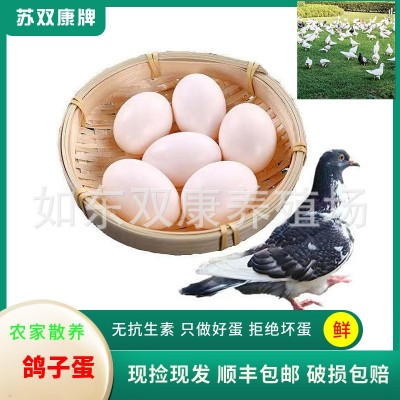 苏双康®鸽子蛋一件代发农家散养白鸽蛋杂粮初产草鸽子蛋批发新鲜图4