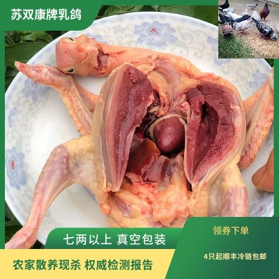 批发一件代发现杀鸽子 现杀活体新鸽子 农家散养养殖乳鸽子肉冰鲜图3