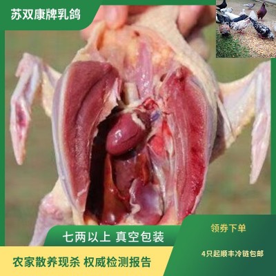 批发一件代发现杀鸽子 现杀活体新鸽子 农家散养养殖乳鸽子肉冰鲜图4