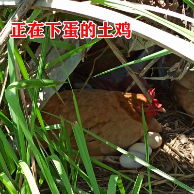农家母鸡林中散养谷物土鸡蛋虫草蛋新鲜鸡蛋笨鸡蛋批发价图3