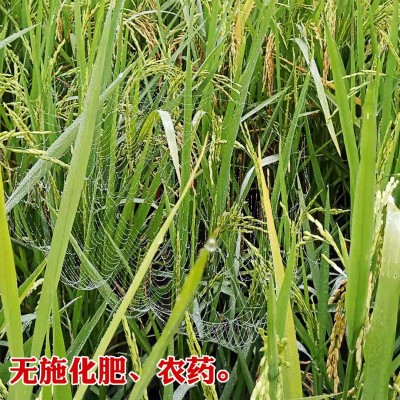 2023年新米再生稻米批发王谷岭香甜软糯大米大包真空包装米砖厂家图2