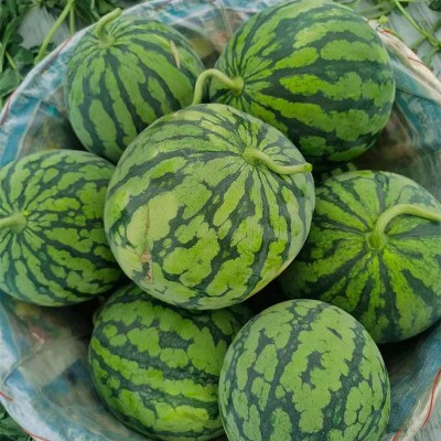 云南麒麟大西瓜薄皮夏邑冰糖孕妇当季新鲜水果代发包邮图4