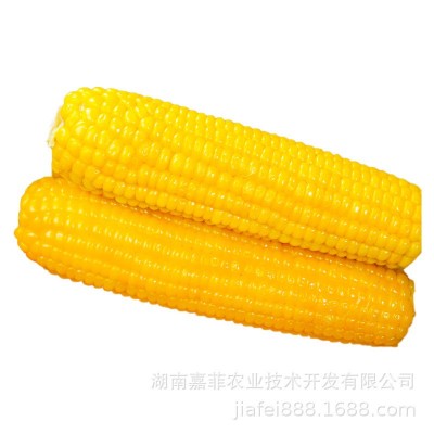 东北黄糯玉米10根甜玉米棒子新鲜现摘粘黏即食代餐粗粮苞米包邮图2