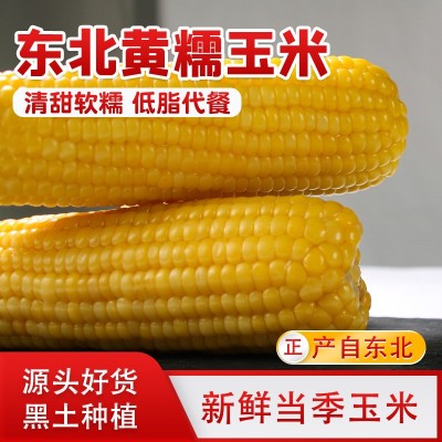 东北黄糯玉米10根甜玉米棒子新鲜现摘粘黏即食代餐粗粮苞米包邮