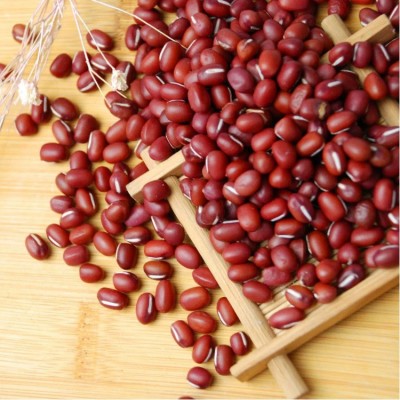 【小粒】东北小粒红豆 日本红批发 农家红小豆小粒 精品红豆图4