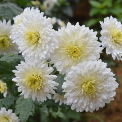 黄山贡菊散装批发徽州贡菊花不苦白菊花茶安徽黄山菊花茶产地货源图3