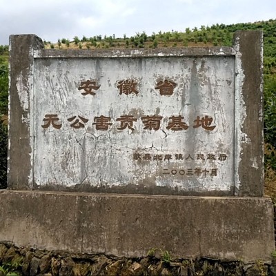 黄山贡菊散装批发徽州贡菊花不苦白菊花茶安徽黄山菊花茶产地货源图2
