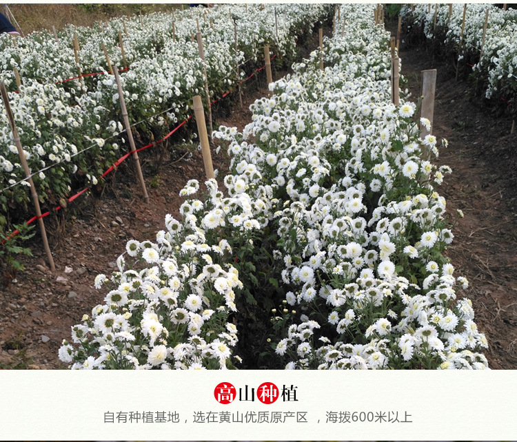 黄山贡菊_07