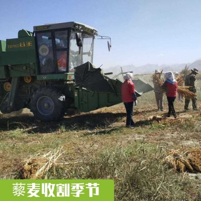 藜麦米青海大粒三色藜麦白红黑五色藜麦大量现货批发25kg/袋图4