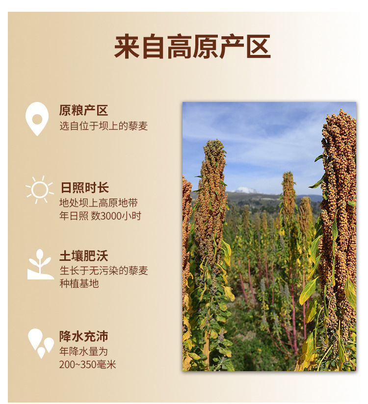 大货藜麦