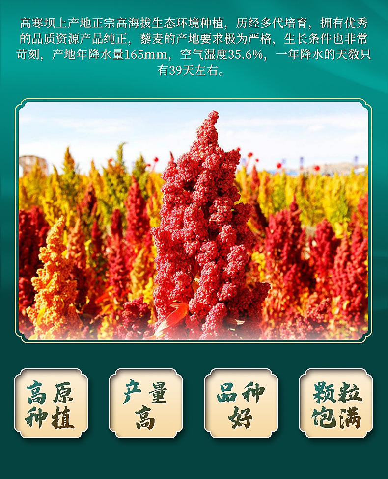 北麦6