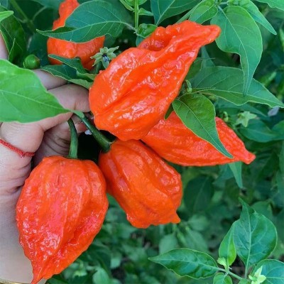 魔鬼涮涮辣500g魔鬼辣变态辣巨辣提辣增辣魔鬼椒象鼻辣云南涮涮辣图3