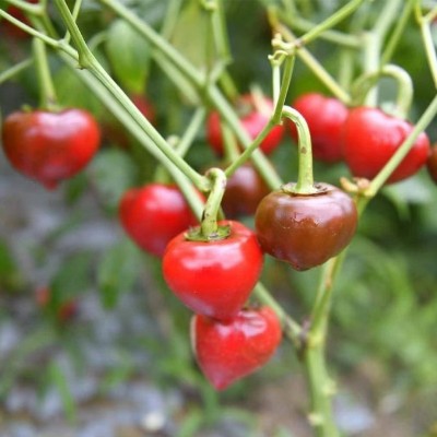 灯笼辣灯笼椒500g微辣香辣型干灯笼辣灯笼椒批发贵州干灯笼椒图3