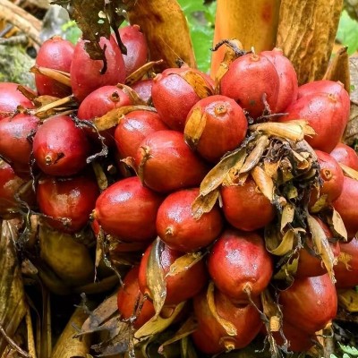 草果云南草果500g大料草果卤料草果卤味火锅炖肉香辛大料云南草果图3