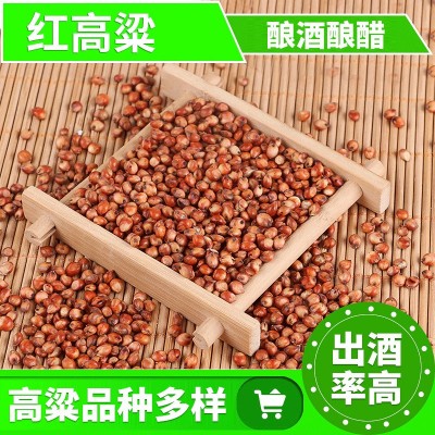 酿酒酿醋红高粱 散装带皮高粱 米信鸽饲料鸽粮糯高粱 东北红高梁