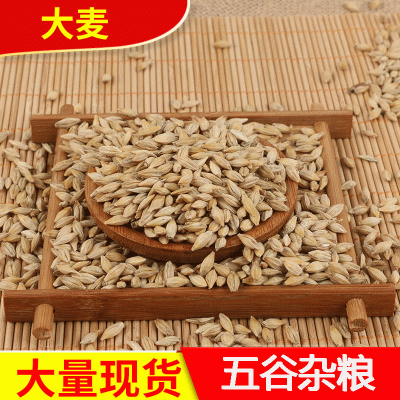 带壳大麦 饲料大麦农作谷物五谷杂粮袋装 酿酒农作谷物 批发