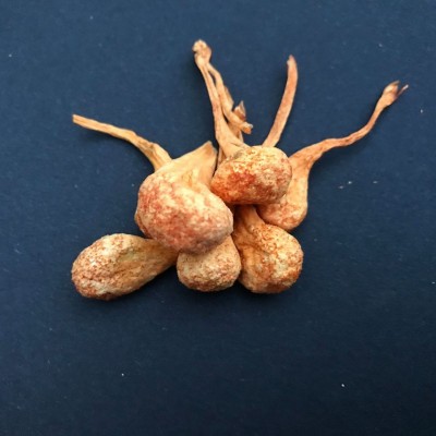 虫草花孢子头干货500g 金虫草花蛹虫草北虫草批发图2