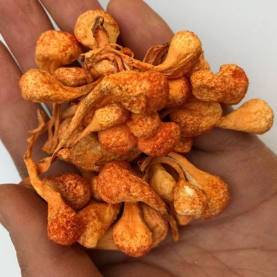 虫草花孢子头干货500g 金虫草花蛹虫草北虫草批发
