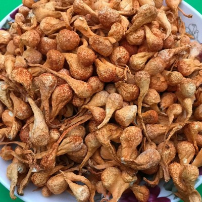 虫草花孢子头干货500g 金虫草花蛹虫草北虫草批发图5