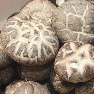 优质花菇 大花菇香菇 白花菇茶花菇批发菌汤包干货特产一件代图2