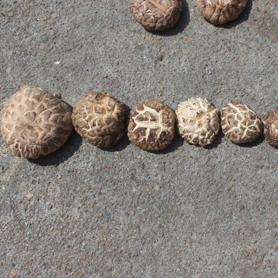 优质花菇 大花菇香菇 白花菇茶花菇批发菌汤包干货特产一件代图4