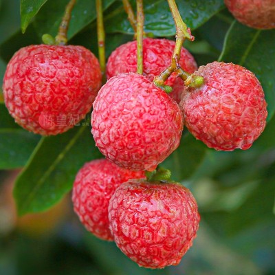 顺丰空运广东清甜糯米糍新鲜荔枝核小肉厚多汁爆甜礼盒装现货批发图3