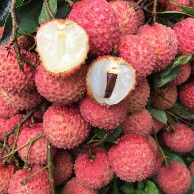 顺丰一件代发新鲜现摘现发水果增城从化桂味礼盒装糯米糍广东荔枝图2