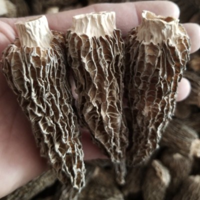 7-8cm精选全剪柄羊肚菌干货批发菌菇汤包煲汤年货摆礼盒专用250g图3