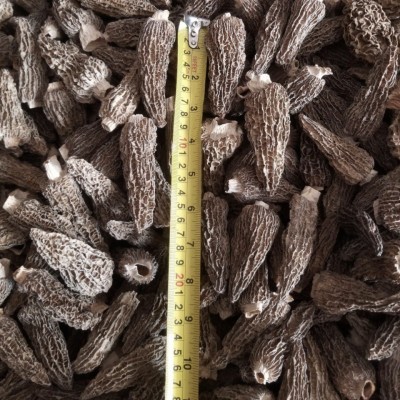 7-8cm精选全剪柄羊肚菌干货批发菌菇汤包煲汤年货摆礼盒专用250g图4