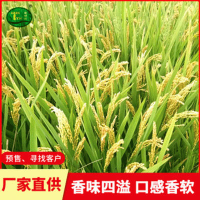 海安当季糯米预售 口感软糯米质饱满软香糯米 低温烘焙图2