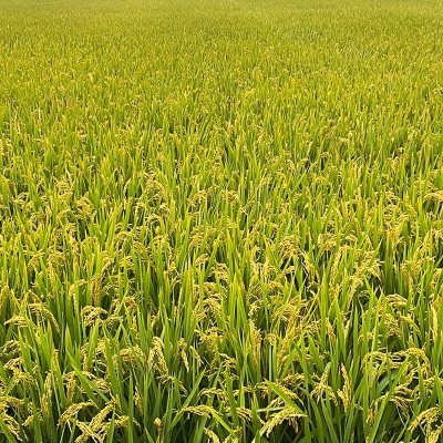 海安当季糯米预售 口感软糯米质饱满软香糯米 低温烘焙图3