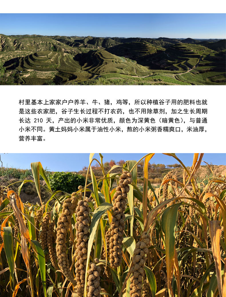 2020年新版详情页1_10.jpg