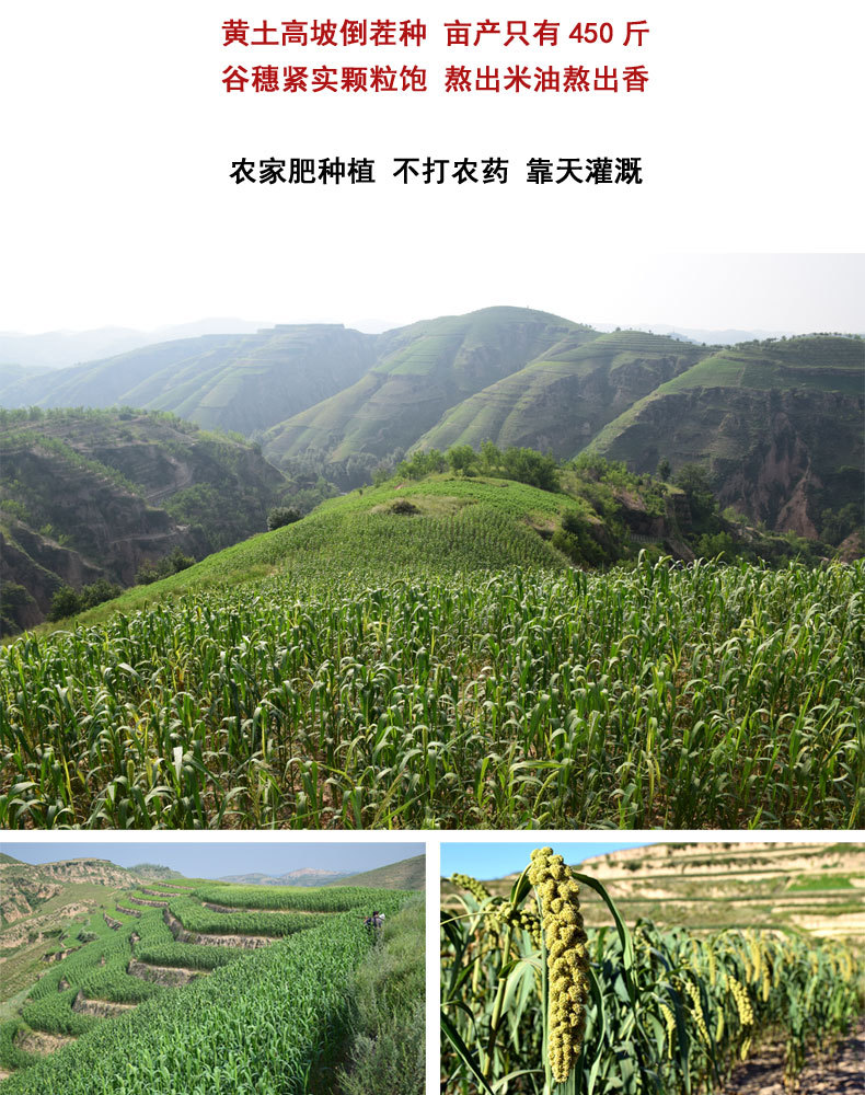盒马详情页_12.jpg