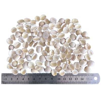 批发白莲子 去芯磨皮五谷杂粮原料莲子煲汤炖粥煮茶泡水甜品图5