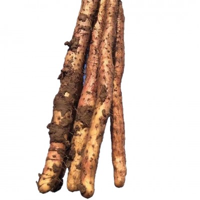 『甄怀山』温县垆土铁棍山药 河南怀山药 粉糯香甜 5斤装图5