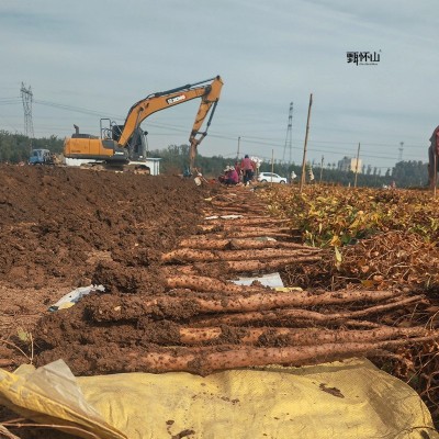 『甄怀山』温县垆土铁棍山药 河南怀山药 粉糯香甜 5斤装图3