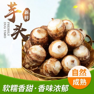 现挖芋艿仔当季农家软糯香芋艿农家自种新鲜毛芋头山东牛奶小芋头