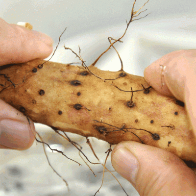 河南焦作温县垆土铁棍山药,新鲜铁杆垆土怀山药怀府图3