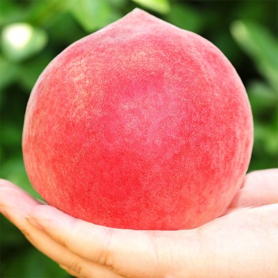 现货春雪水蜜桃5斤 冬脆桃毛桃当季时令孕妇桃子水果新鲜当季整箱图3