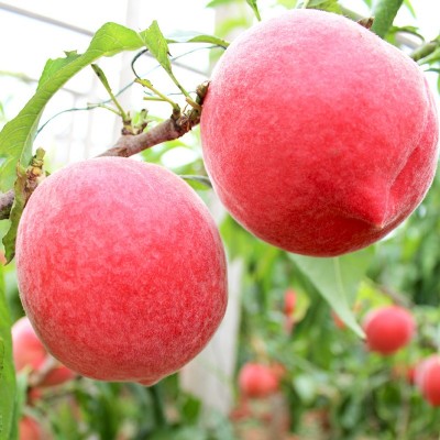 现货春雪水蜜桃5斤 冬脆桃毛桃当季时令孕妇桃子水果新鲜当季整箱图4